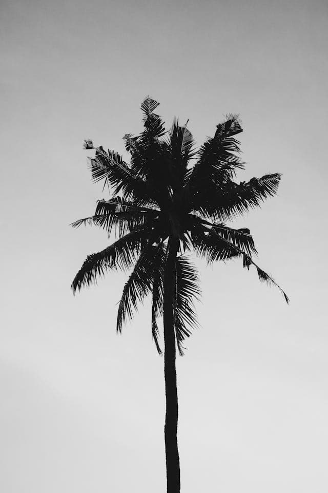 palm tree